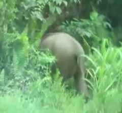 Elephas maximus borneensis