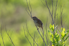Melospiza melodia