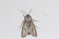 Egira crucialis