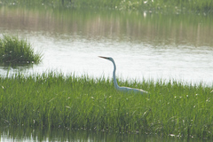 Ardea alba