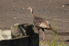 Meleagris gallopavo