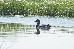 Anas platyrhynchos
