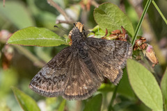 Erynnis icelus