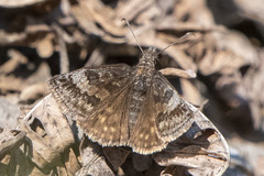Erynnis icelus
