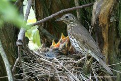 Song Thrush photo 3