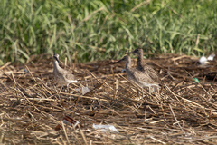 Tringa semipalmata