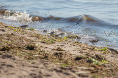 Calidris pusilla