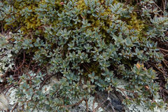 Pimelea oreophila lepta