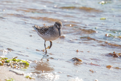 Calidris pusilla