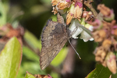 Callophrys augustinus