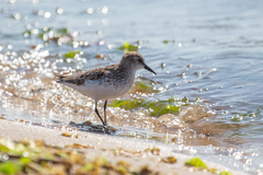 Calidris pusilla