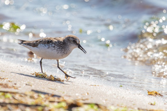 Calidris pusilla
