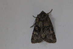 Lacinipolia cuneata