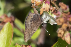 Callophrys augustinus