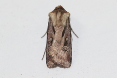 Agrotis vancouverensis