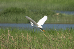 Egretta thula