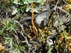 Selaginella helvetica