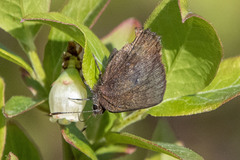 Callophrys augustinus