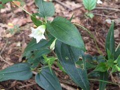 Tripterospermum trinervium