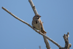 Melospiza melodia