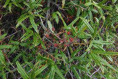 Rubus schmidelioides schmidelioides
