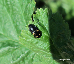 Glischrochilus quadrisignatus