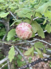 Biorhiza
