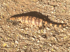 Heloderma suspectum suspectum