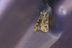 Lacinipolia cuneata