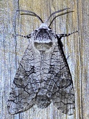Prionoxystus macmurtrei