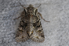 Lacinipolia cuneata