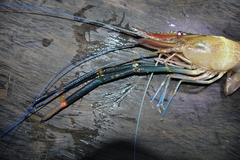 Macrobrachium spinipes