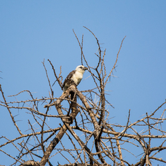 Lybius leucocephalus