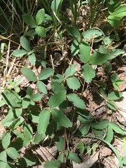 Fragaria virginiana glauca
