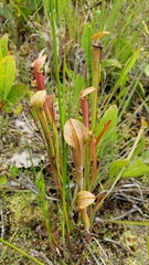 Sarracenia jonesii