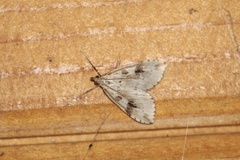 Udea washingtonalis