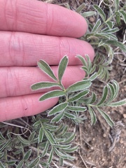Potentilla crinita