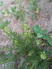 Lepidium ruderale