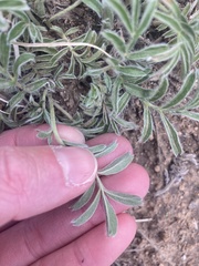Potentilla crinita