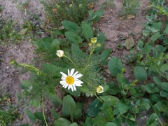 Tripleurospermum inodorum