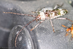 Megacyllene antennata