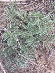Potentilla crinita
