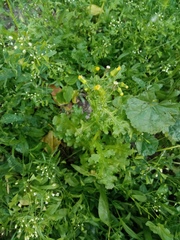 Senecio vulgaris