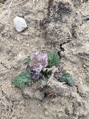 Vesper purpurascens