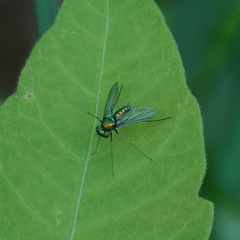 Condylostylus comatus