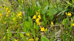 Utricularia cornuta