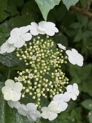 Viburnum opulus