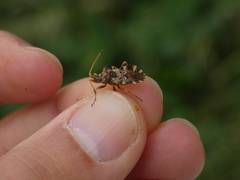 Centrocoris variegatus