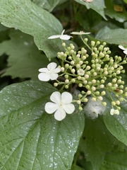 Viburnum opulus