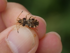 Centrocoris variegatus